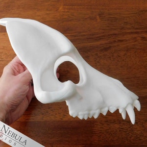 Wolf Skull Mask Blank White Cast Resin Mask for Wolf, Dog, Fox, Coyote, Jackal, or other Canines image 5