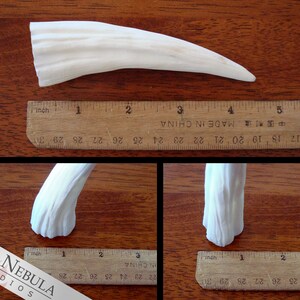 K&ouml;nnte beinhalten: Ein wei&szlig;er, gebogener, Kunststoff-Requisit, der einer Dinosaurier-H&ouml;rner &auml;hnelt. Der Requisit ist etwa 12,7 cm lang und wird neben einem Lineal zur Skalierung gezeigt.