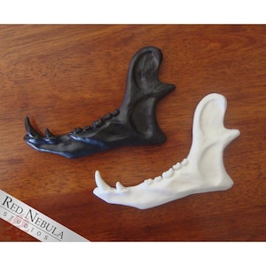 May include: Two jawbone replicas, one black and one white, are displayed on a wooden surface. The jawbones are detailed with teeth and a curved shape.