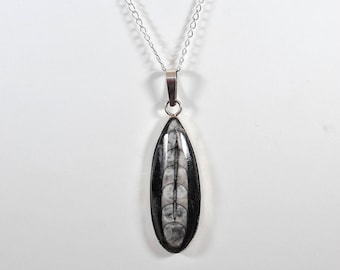 Orthoceras Fossil Silver Earrings