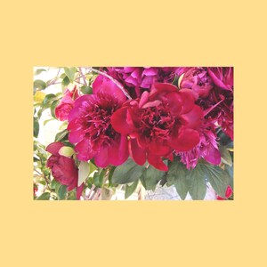 Peony – (Fu Kwai Fah) Flower of Prosperity