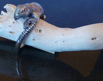 uromastyx ring