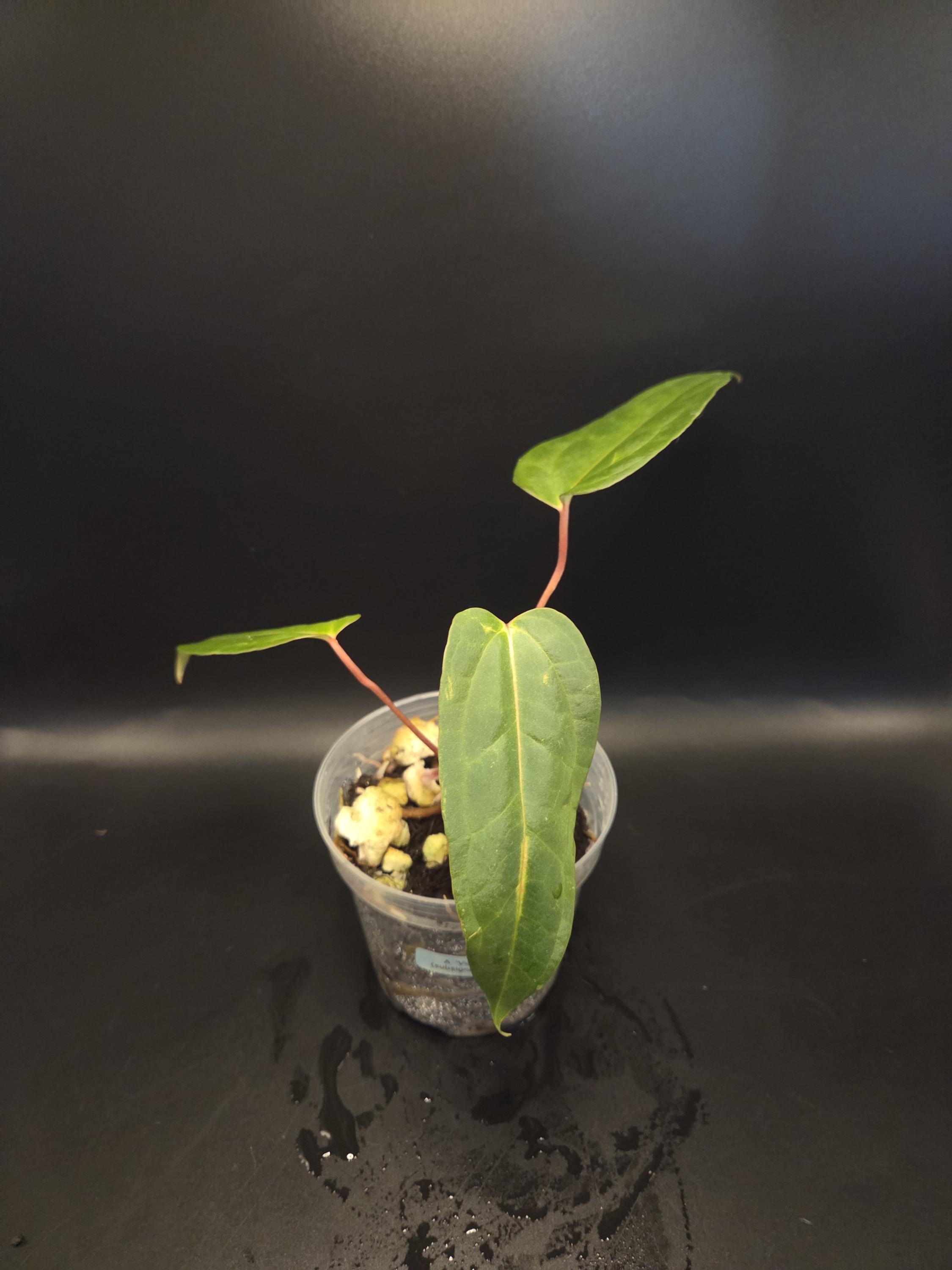 Anthurium Subsignatum - Etsy