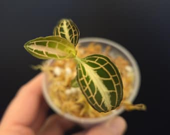 Anoectochilis albolineatis 'variegated' JEWEL ORCHID