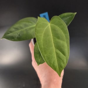 Anthurium Subsignatum - Etsy