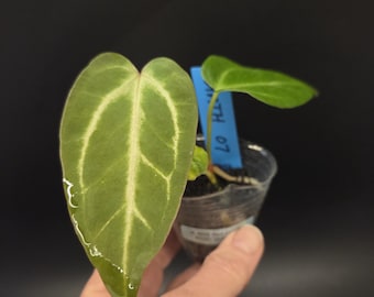 Anthurium NSE Red Crystal x NOID 'Stormy' S1
