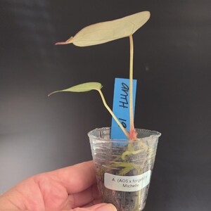 Pu&ograve; includere: Una piccola pianta in un bicchiere di plastica trasparente. La pianta ha due foglie, una grande e verde pallido, l'altra pi&ugrave; piccola e verde brillante. Un'etichetta blu recita "ANTH 10". La tazza ha un'etichetta che recita "A. (AOS x forgetii) x Michelle".