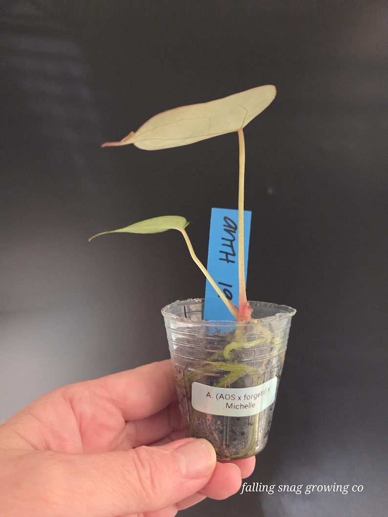 Pu&ograve; includere: Una piccola pianta in un bicchiere di plastica trasparente. La pianta ha due foglie, una grande e verde pallido, l'altra pi&ugrave; piccola e verde brillante. Un'etichetta blu recita "ANTH 10". La tazza ha un'etichetta che recita "A. (AOS x forgetii) x Michelle".