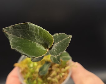 Anoectochilus Roxburghii Variegated (jewel Orchid) - Etsy