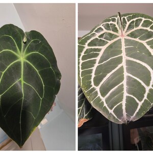 Pu&ograve; includere: Due immagini ravvicinate di grandi foglie verde scuro con venature evidenti. Una foglia ha venature verde chiaro, l'altra ha venature bianche. Le foglie hanno una forma a cuore e provengono probabilmente da una pianta tropicale, forse un Anthurium.