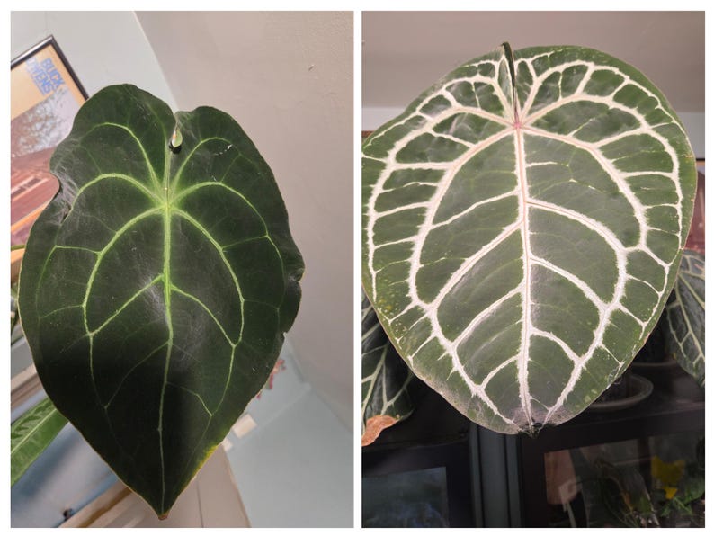 Pu&ograve; includere: Due immagini ravvicinate di grandi foglie verde scuro con venature evidenti. Una foglia ha venature verde chiaro, l'altra ha venature bianche. Le foglie hanno una forma a cuore e provengono probabilmente da una pianta tropicale, forse un Anthurium.