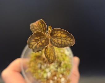 Cystorchis stenoglossa JEWEL ORCHID