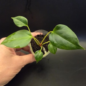 Subsignatum Anthurium - Etsy