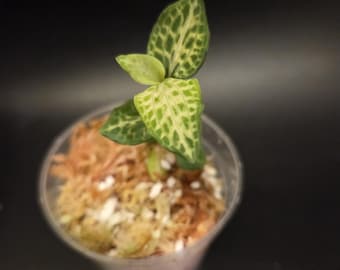 Goodyera schlechtendaliana JEWEL ORCHID