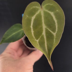 Pu&ograve; includere: Primo piano di una foglia di Anthurium a forma di cuore con evidenti venature bianche su una superficie verde. La foglia &egrave; tenuta in un contenitore trasparente. Il testo "falling snag growing co" &egrave; visibile.