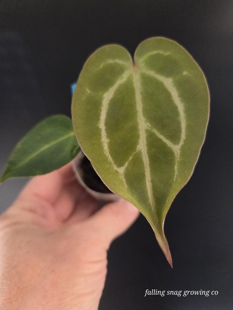 Pu&ograve; includere: Primo piano di una foglia di Anthurium a forma di cuore con evidenti venature bianche su una superficie verde. La foglia &egrave; tenuta in un contenitore trasparente. Il testo "falling snag growing co" &egrave; visibile.