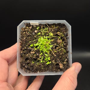 May include: A small, square, translucent plastic pot filled with dark, moist potting soil containing a tiny, bright green plant with delicate, rounded leaves and thin stems, featuring a small white identification tag.