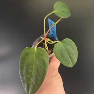 Anthurium Subsignatum - Etsy