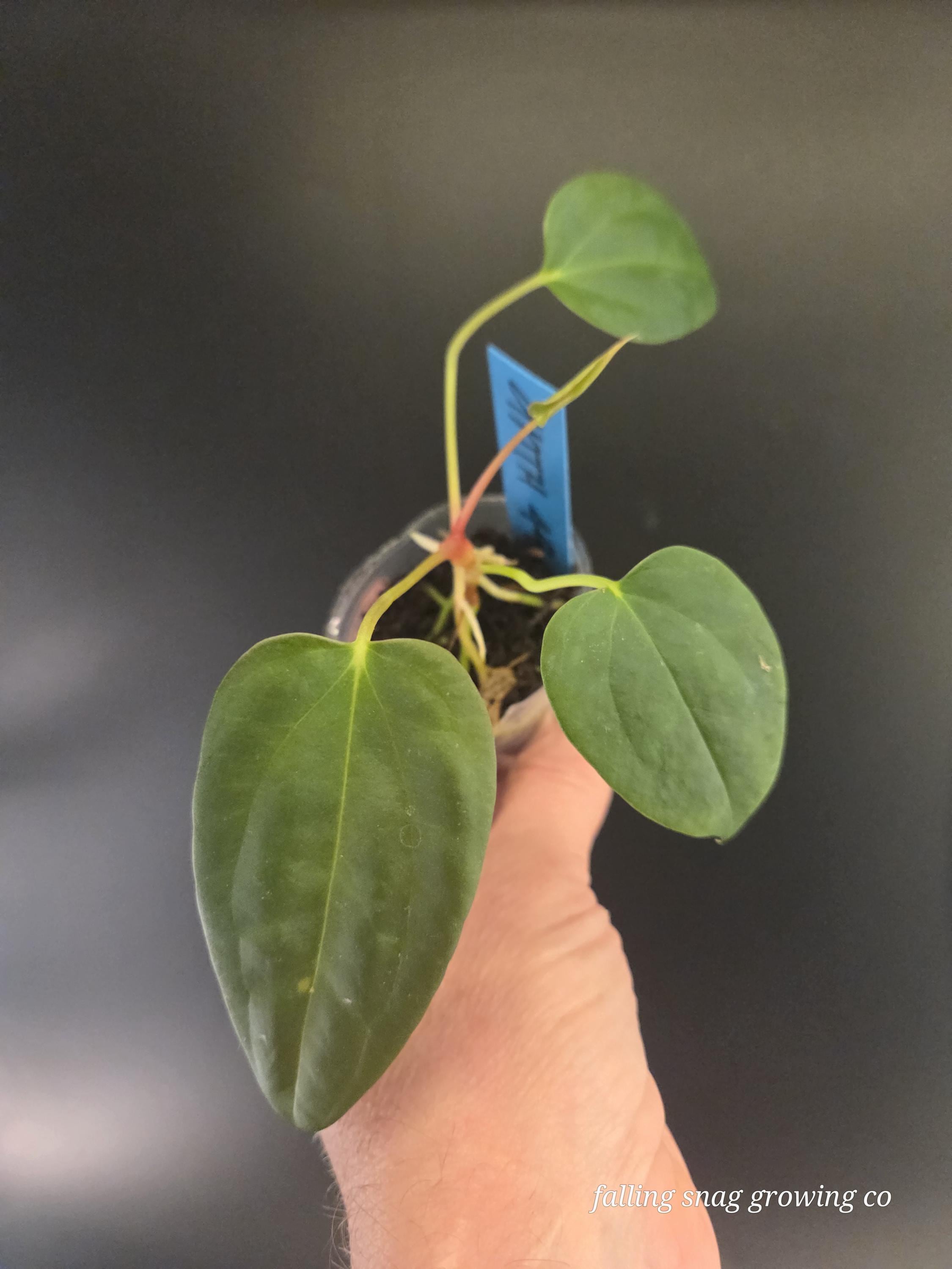 Anthurium Subsignatum - Etsy
