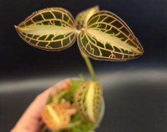 Anoectochilus Roxburghii Variegated (jewel Orchid) - Etsy