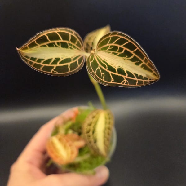 Anoectochilis albolineatis 'variegated' JEWEL ORCHID