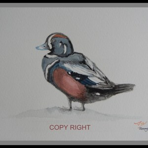 Peinture à l’aquarelle originale, Harlequin Drake, 7x5 in, peinture d’oiseaux, animal, noir, bleu et brun.