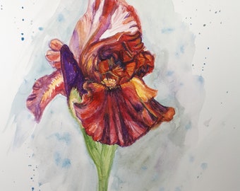 Peinture originale à l’aquarelle, Fleur d’iris rouge, 8x10inch, 2009021