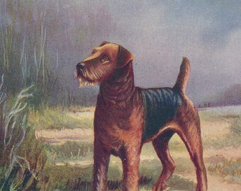 1950 Airedale Terrier Dog Vintage Print