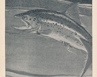 1907 Salmon Antique Print