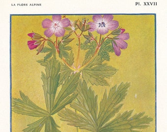 1910 Wildflower Botanical Antique Print, Crane's-bill