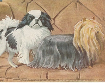 1919 Japanese Chin, Yorkshire Terrier, &  Pekingese Dogs Antique Print