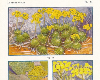 1910 Wildflower Botanical Antique Print, Whitlowgrass & Hedgemustard