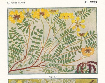 1910 Wildflower Botanical Antique Print, Vetch & Coronilla