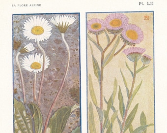 1910 Wildflower Botanical Antique Print, Daisy & Flea Bane