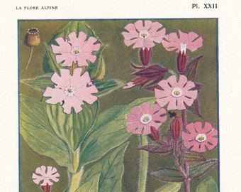 1910 Wildflower Botanical Antique Print, Campion