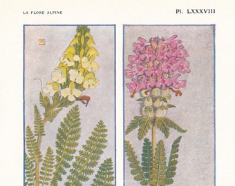 1910 Wildflower Botanical Antique Print, Lousewort