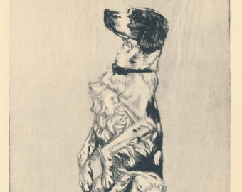 1932 English Setter Dog Antique Print