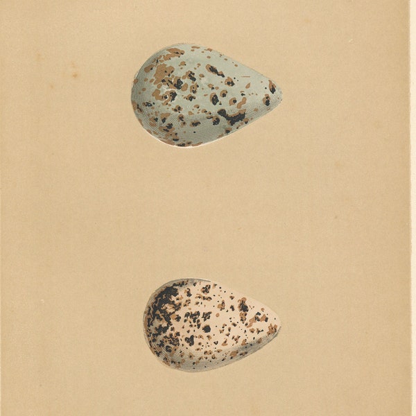 1896 Bird Egg Antique Print, Spotted Redshank & Redshank