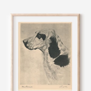 1931 English Setter Dog Portrait Antique Print