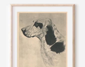 Portrait de chien Setter anglais de 1931, impression ancienne
