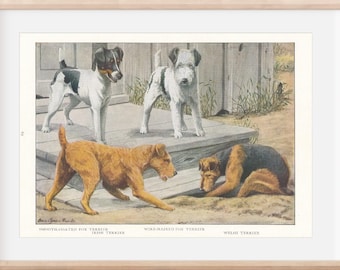 Impresión de ilustración antigua de perros terrier de 1919