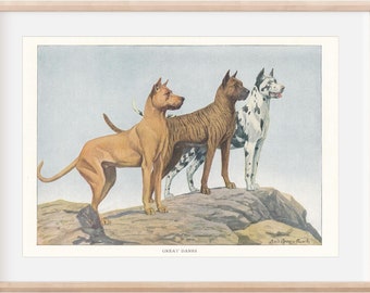 1919 Great-Dane Illustration, Antique Dog Print