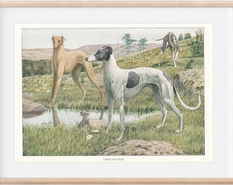 Impresión de ilustración antigua de perro galgo de 1919