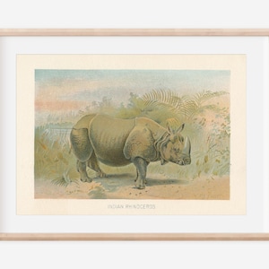 1902 Rhinoceros Antique Illustration Print