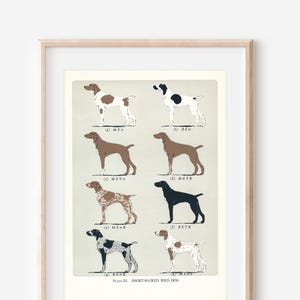 1950 German Shorthaired Pointer (GSP) Dog Vintage Print