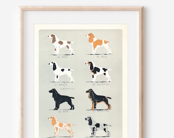 1950年頃のコッカースパニエルのヴィンテージプリント