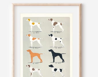 Impresión vintage de perro pointer inglés de 1950