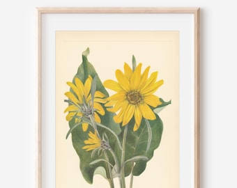 1925 Wildflower Botanical Antique Print
