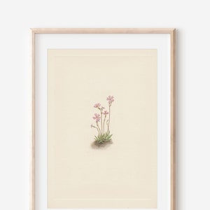 1925 Wildflower Botanical Antique Flower Illustration Print
