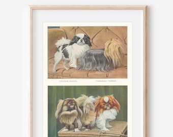 Ilustración antigua de perros Chin japonés, Yorkshire Terrier y Pekinés de 1919